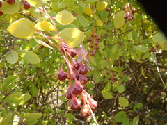 Stegnosperma halimifolium