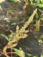 Amaranthus tuberculatus