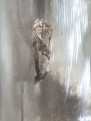 Neocochylis hybridella