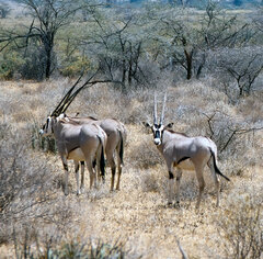 Oryx beisa beisa