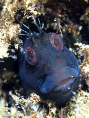 Parablennius pilicornis