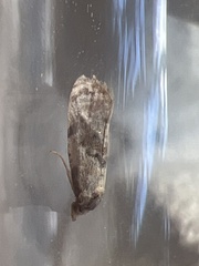 Neocochylis hybridella