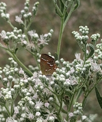 Callophrys gryneus