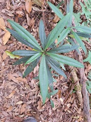 Symplocos wikstroemiifolia