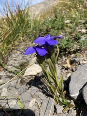 Gentianopsis ciliata