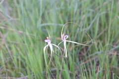 Caladenia longicauda borealis