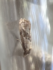 Neocochylis hybridella