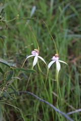 Caladenia longicauda borealis