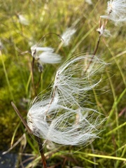 Eriophorum angustifolium