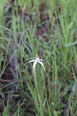 Caladenia longicauda borealis