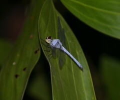 Chalcostephia flavifrons