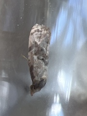 Neocochylis hybridella