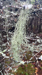 Usnea longissima