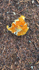 Amanita flavoconia