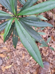 Symplocos wikstroemiifolia