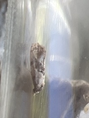 Neocochylis hybridella