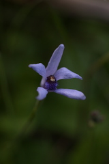 Pheladenia deformis