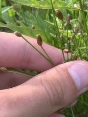Eleocharis palustris