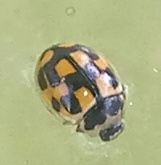 Propylea quatuordecimpunctata