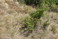 Pyrus