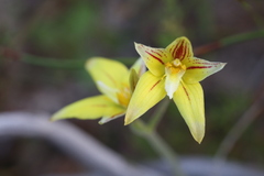 Caladenia flava flava
