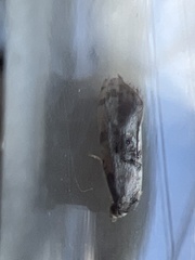 Neocochylis hybridella