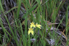 Caladenia flava flava
