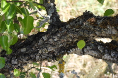Pyrus