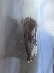 Neocochylis hybridella