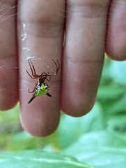 Micrathena sagittata