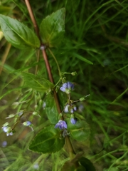 Veronica americana