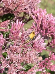 Chauliognathus pensylvanicus