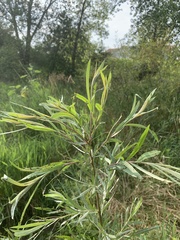 Salix interior