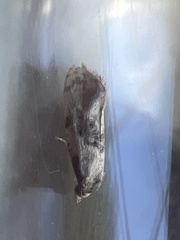 Neocochylis hybridella