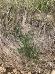Atriplex prostrata