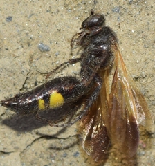 Scoliinae