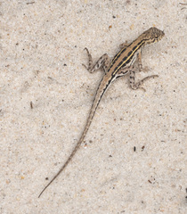 Ctenophorus maculatus