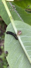Podisus maculiventris