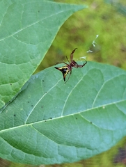 Micrathena sagittata