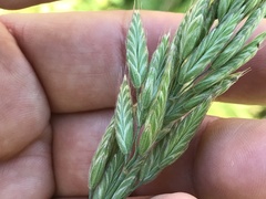 Bromus hordeaceus
