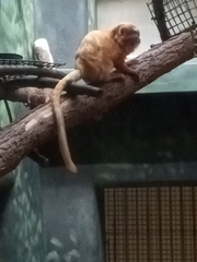 Leontopithecus rosalia