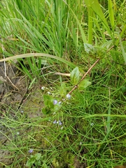 Veronica americana