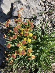 Bupleurum ranunculoides