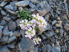 Noccaea rotundifolia