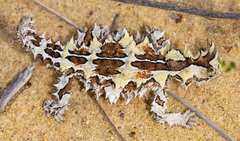 Moloch horridus