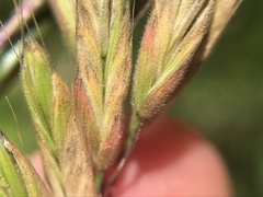 Bromus hordeaceus