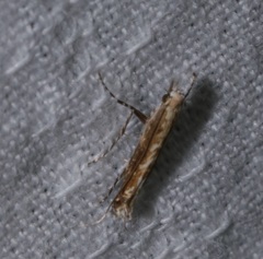 Stomphastis polygoni