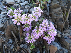 Noccaea rotundifolia