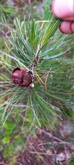 Pinus remota