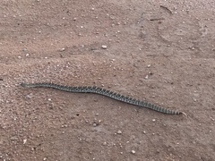 Crotalus scutulatus